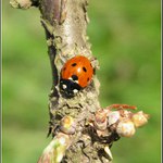 Uspokojená slečna (paní) Beruška