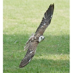 z leteckého dne ...