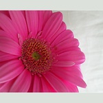 Gerbera II