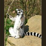 Cestující je povinen se za jízdy držet :-)