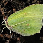 Žluťásek řešetlákový