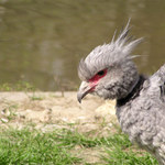 PtákII