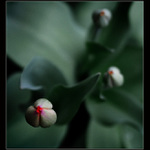 <B>The VIRGIN FLOWER<hR>