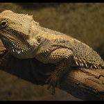 Bojnicosaurus