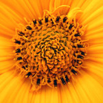 ...eine kleine kytyška.