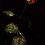 The hidden beauty in the darkness