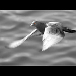 mávni křídly a leť