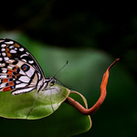 Papilio demodocus II