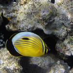 Z Rudeho more - prvni pokusy