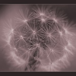 Pozdní krása pamelišky