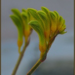 Kangaroo paw (Anigozanthos flavidus)