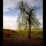 ...pošeptej to vrbě...  (STROMY.P.Z)