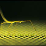 Prochazka roztrzenym casem