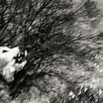 maddog: mad air