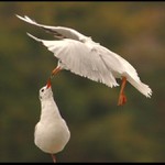 Polibek a tři kapky živé vody.... neboj, drahá...