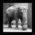 PŘÍPRAVA NA PENALTUpravá zadní... aááá kop