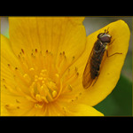 Muška jenom zlatá...