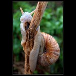 Cuc na kládě  /...