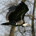 Ptáček