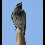 Ptáček zpěváček