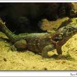 <b>Póza pro fotografa</b><br><i>Další kousek ze série Prehistorik</i>