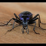 Jak jsem potkal střevlíka ...