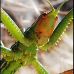 ... z říše hmyzu ...