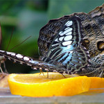 Motýli III aneb sosám, sosáš, sosáme