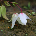 K zemi skloněné a přece ne zlomené