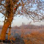 Jablečné souhvězdí