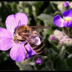 Nerušit - obědvám