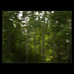 Taneček lesní víly