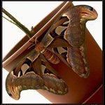 Attacus atlas