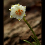 Leucojum vernum - bledule jarní