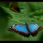 Morpho peleides