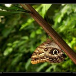 tropický motýl po Xté...