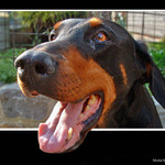 <em>Hlídač Domácí...</em>