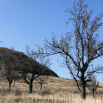 Ve starém a opuštěném sadu