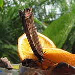 <b>_Krmení dravých motýlů_</b>