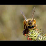 ...Jarní zběr pylu...