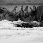 Tetřev hlušec v toku