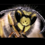 ... Tři pihy krásy ...