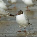 Racek (přepeřený)