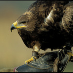 Orel stepní - sedící