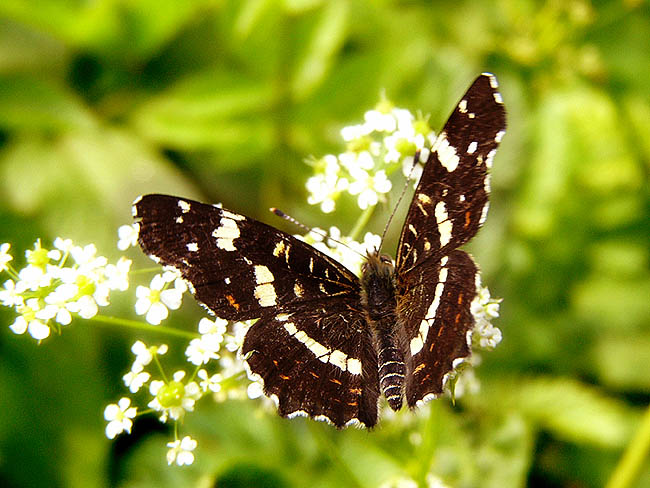 buterfly