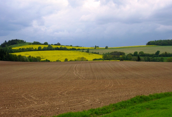 <b>Když se nad řepkou schyluje k dešti...</b>
