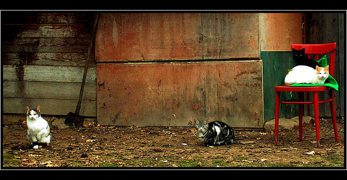 Cats