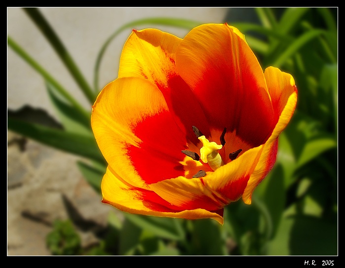 Tulifire