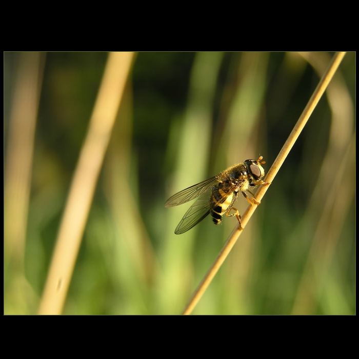 Ze života hmyzu I...
