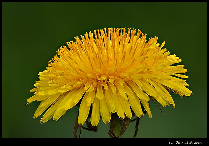 Dandelion (Taraxacum officinale) [Pupava lekarska]
